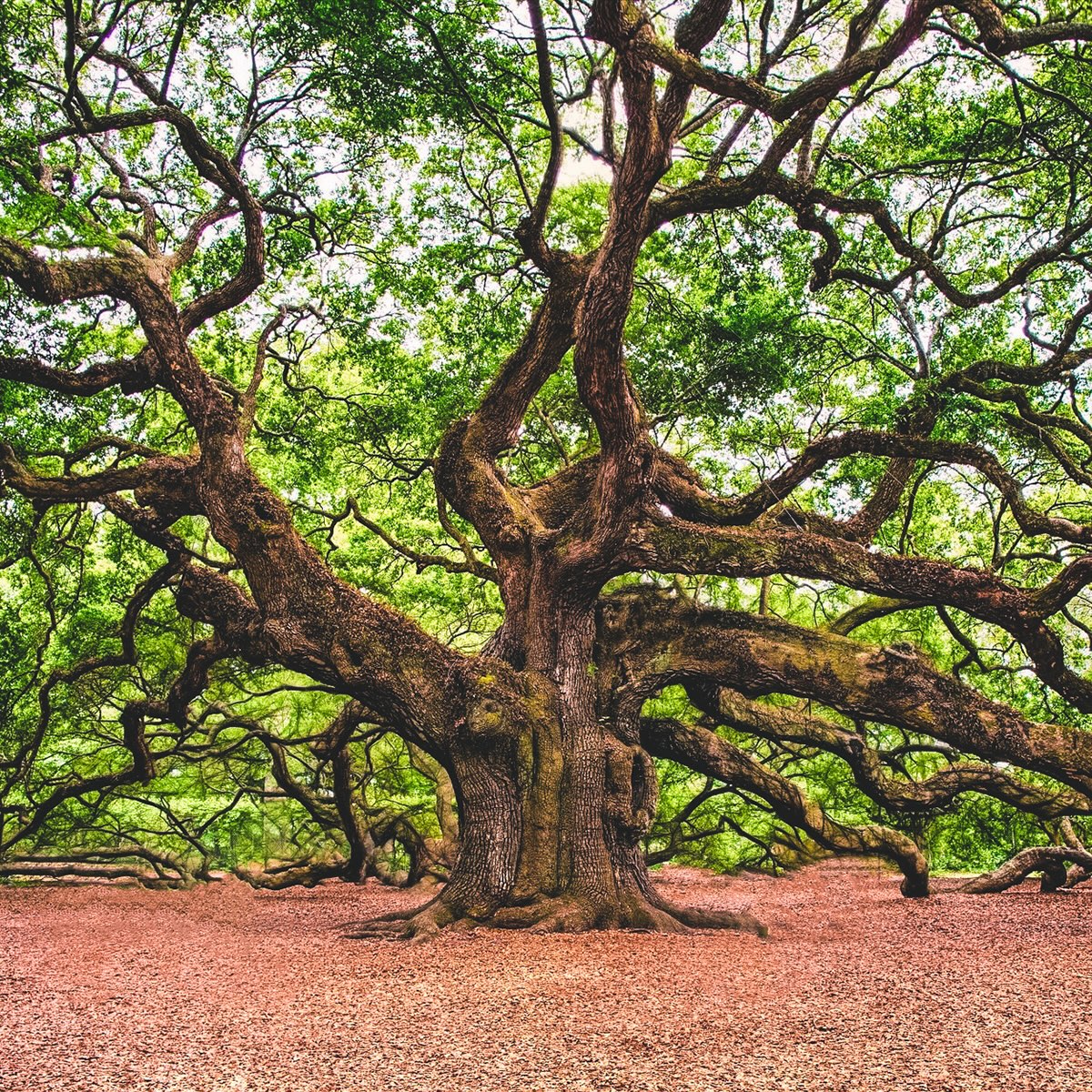 Angel Oak Tree in John's Island, SC