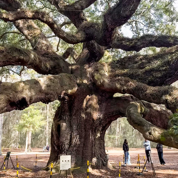 Charleston's Angel Oak Tree