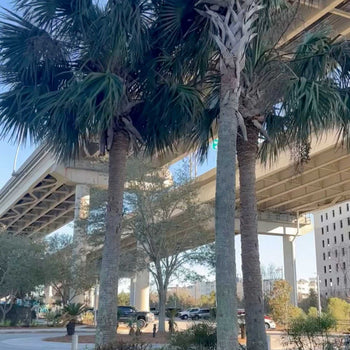 Mount Pleasant Waterfront Park