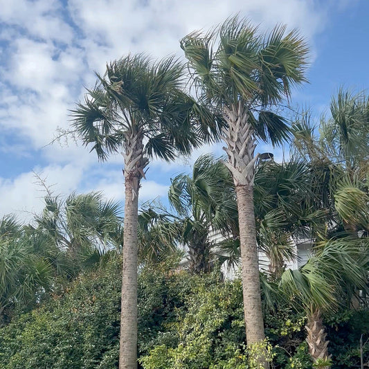 Station 16 on Sullivan's Island